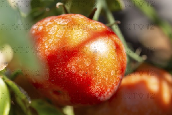 Close-up of tomatoes in the garden