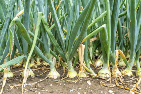 Agriculture, field with onions, shortly in front of harvest, near Nettetal, on the Lower Rhine, North Rhine-Westphalia, Germany
