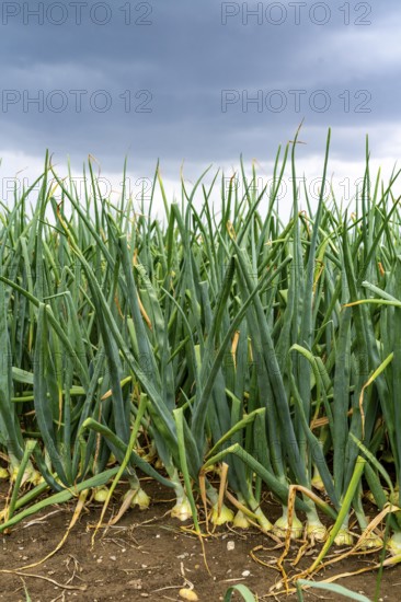 Agriculture, field with onions, shortly in front of harvest, near Nettetal, on the Lower Rhine, North Rhine-Westphalia, Germany