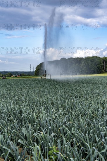 Agriculture, artificial irrigation of a field, sprinkler system, leek, leek, east of Nettetal, on the Lower Rhine, North Rhine-Westphalia, Germany
