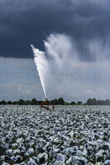 Agriculture, artificial irrigation of a field, irrigation system, cabbage cultivation, red cabbage, near Kempen on the Lower Rhine, North Rhine-Westphalia, Germany