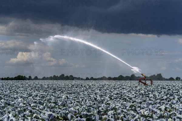 Agriculture, artificial irrigation of a field, irrigation system, cabbage cultivation, red cabbage, near Kempen on the Lower Rhine, North Rhine-Westphalia, Germany