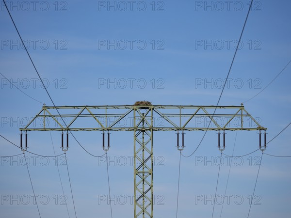 An osprey nest on a power pole, Mecklenburg-Western Pomerania, Müritz region, Germany