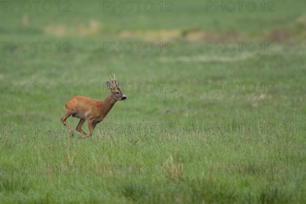 Roebuck (Capreolus capreolus), Mecklenburg-Western Pomerania, Müritz region, Germany