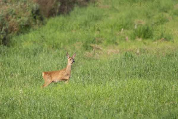 Fawn (Capreolus capreolus) at the edge of a field, Mecklenburg-Western Pomerania, Müritz region, Germany