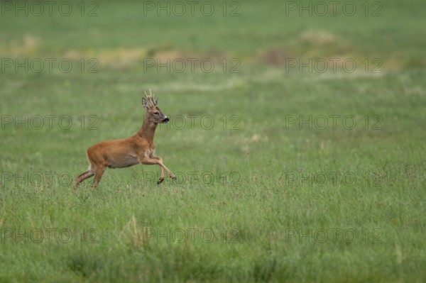 Roebuck (Capreolus capreolus) jumping, Mecklenburg-Western Pomerania, Müritz region, Germany