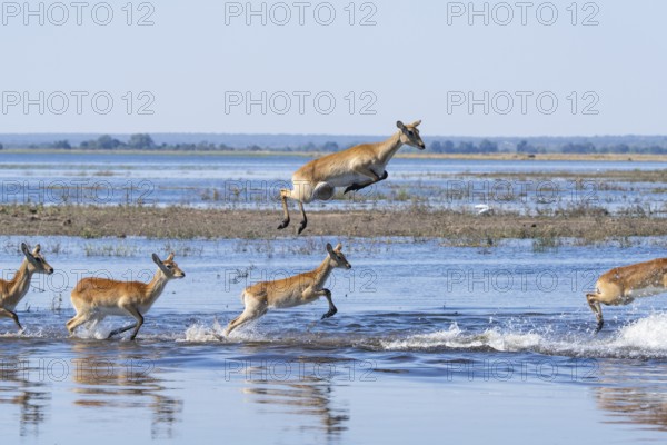 Red lechwe antelope herd (Kobus lache) runs through shallow water, splashing wildly in Chobe River. One wild animal jumps high. Chobe National Park, Botswana, Southern Africa