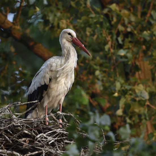 High up in the poplars... White stork (Ciconia ciconia) on its nest in a tree, young adult bird stands in its natural eyrie in the early morning light, waiting for its mate, stork ringed in the Netherlands, Meerbusch, Rhein-Kreis Neuss, North Rhine-Westphalia, Rhineland, Germany, Western Europe