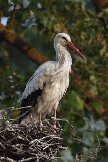 High up in the poplars... White stork (Ciconia ciconia) on its nest in a tree, young adult bird stands in its natural eyrie in the early morning light, waiting for its mate, stork ringed in the Netherlands, Meerbusch, Rhein-Kreis Neuss, North Rhine-Westphalia, Rhineland, Germany, Western Europe
