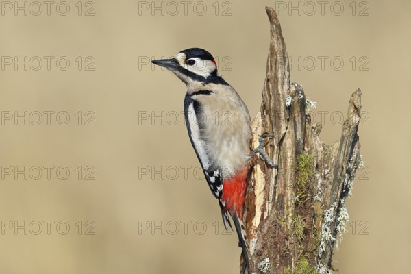 Great spotted woodpecker (Dendrocopos major), male, foraging on a tree stump overgrown with moss and lichen in the forest, Wilnsdorf, North Rhine-Westphalia, Germany