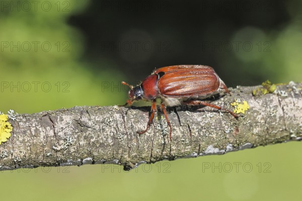 May beetle, wood cockchafer (Melolontha hippocastani), female, on a branch covered with lichen, close-up, Wilnsdorf, North Rhine-Westphalia, Germany