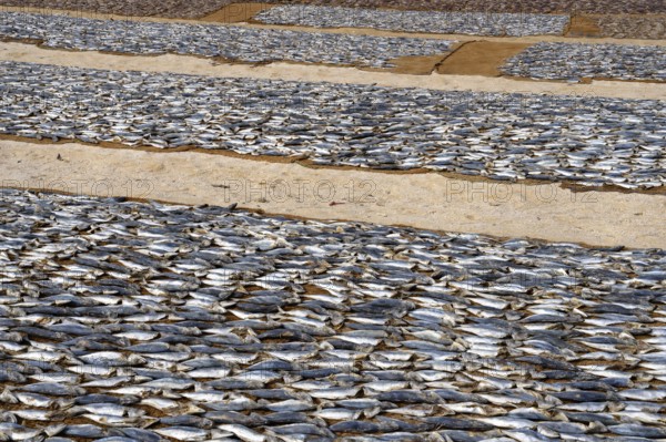 Cleaned fish drying in the sun on coconut matte, Negombo, Sri Lanka