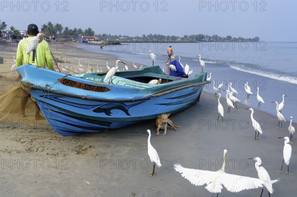 Fishermen cleaning their fishnets surrounded by little egrets on the beach, Negombo, Sri Lanka