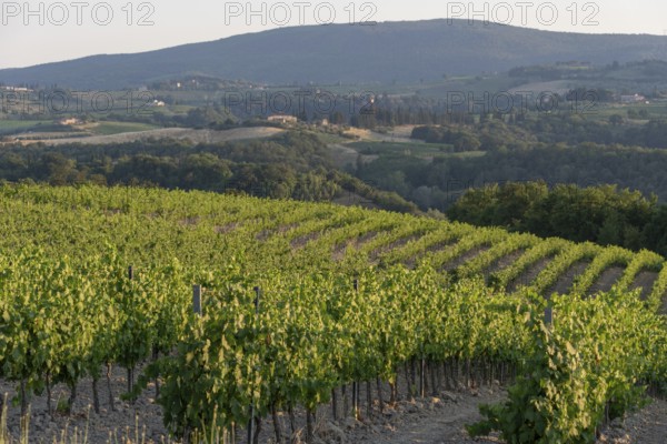 Rows of young vines, San Gimignano, Tuscany, Italy