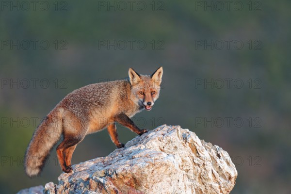 Red fox (Vulpes vulpes) in early morning light on a rock, Sierra de San Pedro, Extremadura, Spain