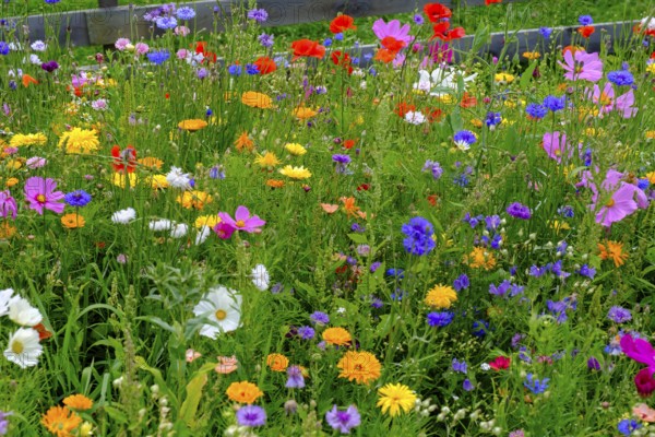 Wildflower meadow, Sesto, Dolomites, Val Pusteria, South Tyrol, Italy