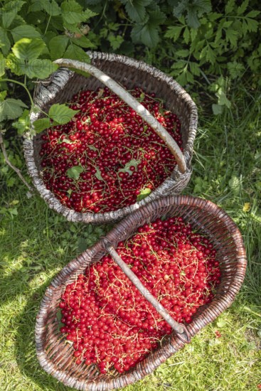 Two baskets of redcurrants or currants, Ribes Rubum, Upper Bavaria, Bavaria, Germany