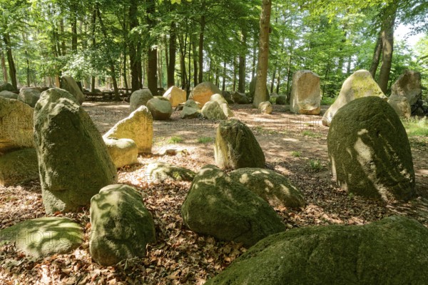 Erratic blocks in the Neuenknick erratic block forest in the Teutoburg Forest. Around 2000 of the ice-age relics have been brought together in a collection. The erratic boulder forest includes a nature discovery trail and is equipped as a leisure and recreation centre. Petershagen, North Rhine-Westphalia. Germany