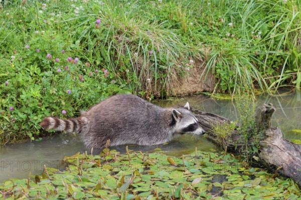 An adult raccoon (Procyon lotor) searches for food in the shallow water of a stream surrounded by dense riparian vegetation