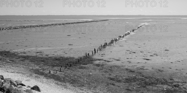 Wadden Sea at low tide, groynes, breakwater, Schleswig-Holstein Wadden Sea National Park, Pellworm Island, North Frisia, North Sea, Schleswig-Holstein, Germany