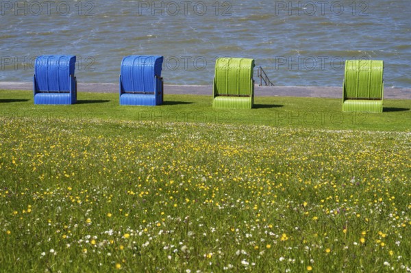 Beach chairs on a blooming meadow on the North Sea coast, Grünstrand, Pellworm Island, North Sea, North Frisia, Schleswig-Holstein, Germany