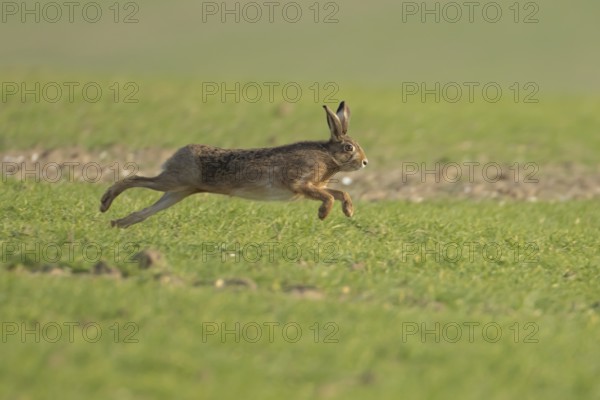 European brown hare (Lepus europaeus) adult animal running in a farmland field in springtime, England, United Kingdom