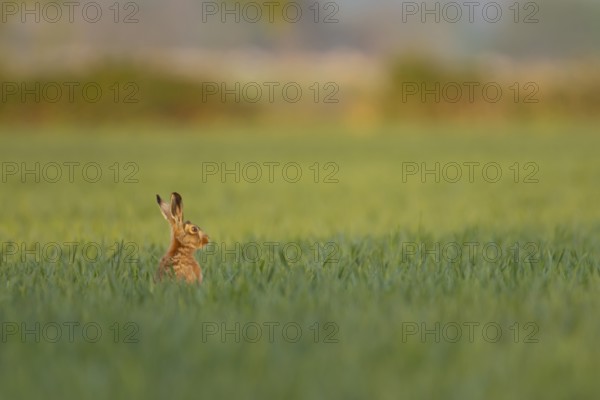 European brown hare (Lepus europaeus) adult animal in a farmland cereal field in springtime, England, United Kingdom
