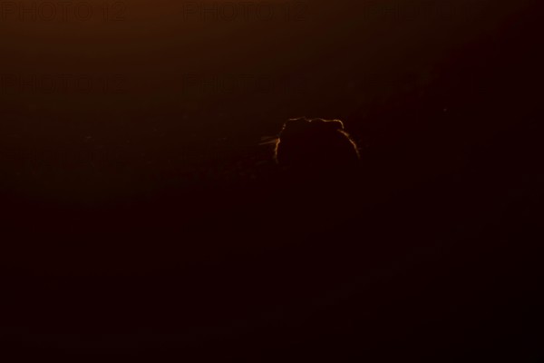 European brown hare (Lepus europaeus) adult animal rim lit from backlighting in a farmland field at sunset, England, United Kingdom