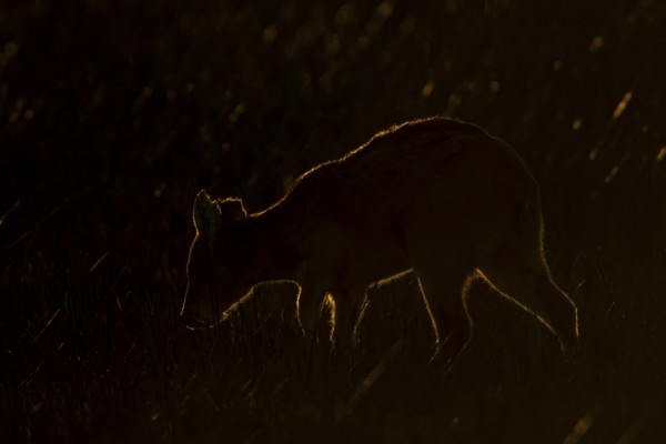 Chinese water deer (Hydropotes inermis) adult animal rim lit with backlighting at sunset standing in a field, England, United Kingdom