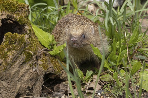 European hedgehog (Erinaceus europaeus) adult animal in a garden, England, United Kingdom