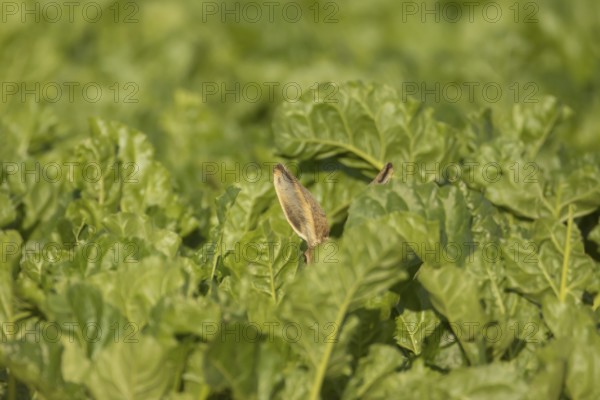 European brown hare (Lepus europaeus) adult animal in a farmland sugar beet field, England, United Kingdom