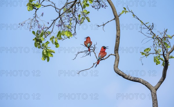 Scarlet Bee-eater (Merops nubicoides), two bee-eaters sitting in a tree against a blue sky, Okavango Delta, Moremi Game Reserve, Botswana