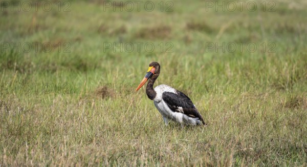 Saddle-billed stork (Ephippiorhynchus senegalensis), Okavango Delta, Moremi Game Reserve, Botswana