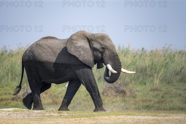 African elephant (Loxodonta africana), adult, Okavango Delta, Moremi Game Reserve, Botswana