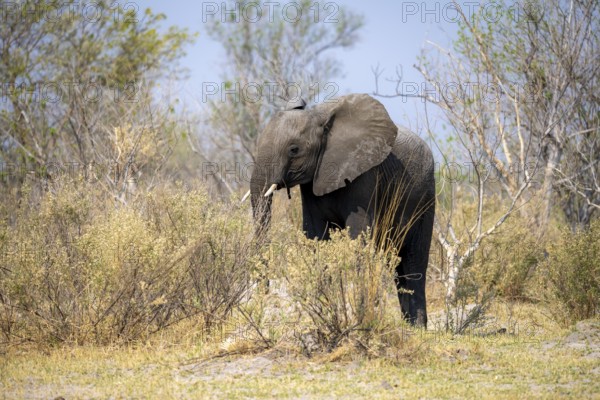 African elephant (Loxodonta africana), young animal, Okavango Delta, Moremi Game Reserve, Botswana