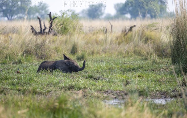 African elephant (Loxodonta africana), young animal bathing in the mud, Okavango Delta, Moremi Game Reserve, Botswana