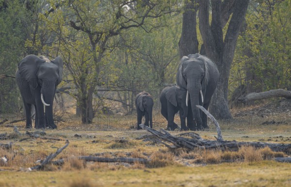 African elephant (Loxodonta africana), group with young, Okavango Delta, Moremi Game Reserve, Botswana