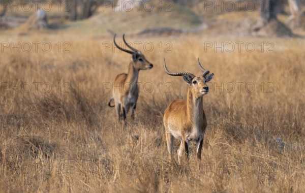 Letschwe or lychee moor antelope (Kobus leche), two animals in dry grass in the evening light, Okavango Delta, Moremi Game Reserve, Botswana