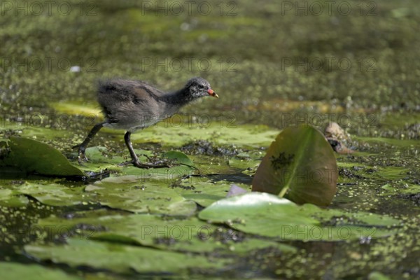 Green-footed moorhen (Gallinula chloropus), chick running over water plants, Lower Rhine, North Rhine-Westphalia, Germany