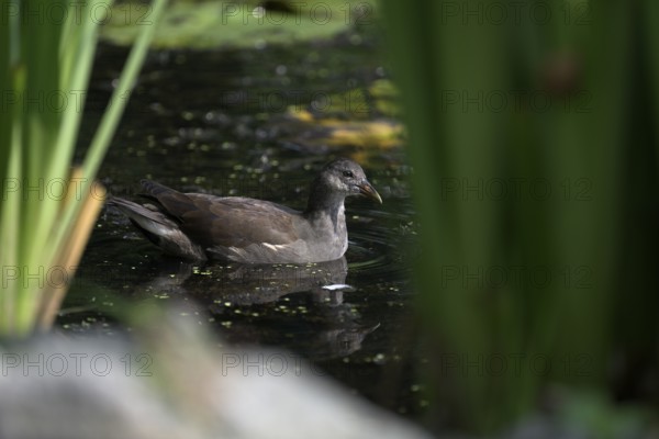 Green-footed moorhen (Gallinula chloropus), swimming among reeds, Lower Rhine, North Rhine-Westphalia, Germany