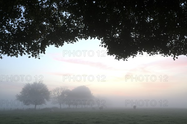 Landscape with deciduous trees at dawn and ground fog, Lower Rhine, North Rhine-Westphalia, Germany
