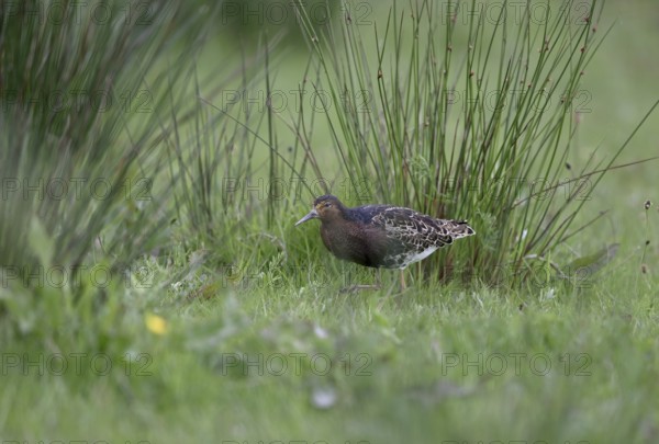 Ruff (Philomachus pugnax) in a meadow, Texel, North Holland, Netherlands