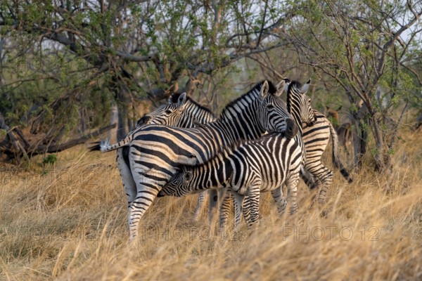 Steppe zebra (Equus quagga), mother suckling young, Okavango Delta, Moremi Game Reserve, Botswana