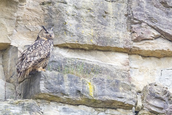 Eurasian Eagle-owl (Bubo bubo) adult bird in the rock face Germany