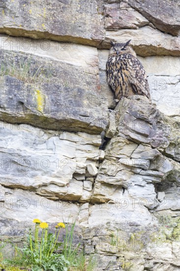 Eurasian Eagle-owl (Bubo bubo) adult bird in the rock face Germany
