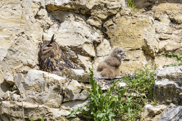 Eurasian Eagle-owl (Bubo bubo) adult bird at nest with chicks Germany