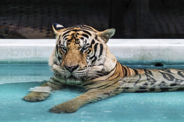 Tiger (Panthera tigris) Pattaya Thailand