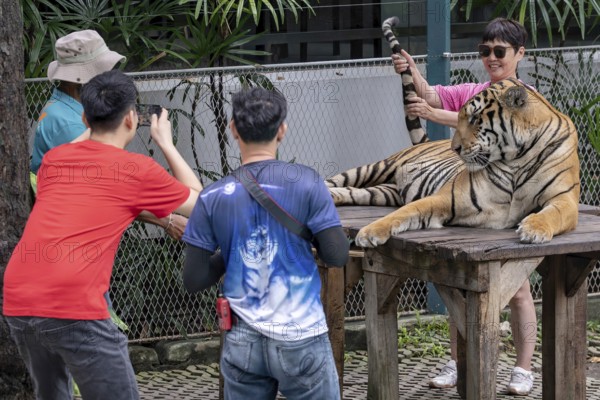 Tourists pose with a tiger (Panthera tigris) Pattaya Thailand