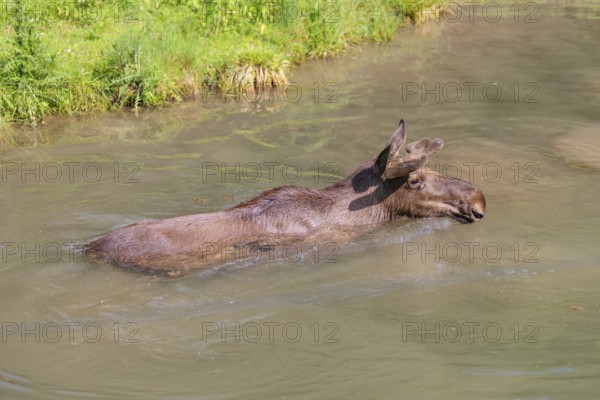 An aggressive bull moose (Alces alces) swims in a stream on a sunny day