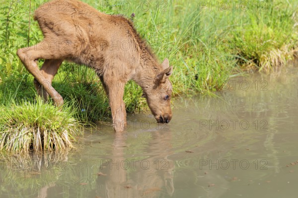 A Moose calf (Alces alces) stands in a shallow stream drinking